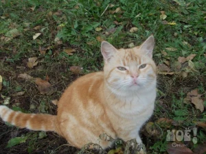 Телефон 8 906 600 09 14 (Любовь Константиновна)