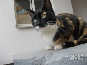 Телефон 8-906-600-09-14 (Любовь Константиновна)