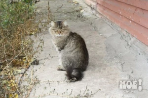 Телефон 53-53-87,8-920-205-11-66 (Валентина Андреевна)