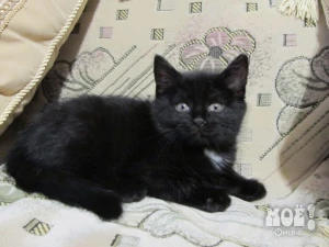 Телефон: 8-961-165-12-99 (Ирина)