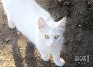 Телефон куратора 8-904-532-95-53 (Ксения)