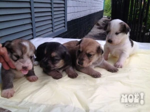 Телефон куратора 8-905-878-35-46 (Надежда)