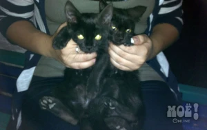 Телефон куратора 8-920-579-30-91 (Ира)