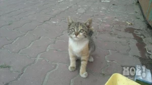 Телефон куратора: 8-920-209-55-77
(Снежана)