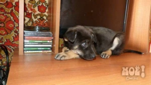 Телефон куратора: 7-960-628-79-95 (Людмила)