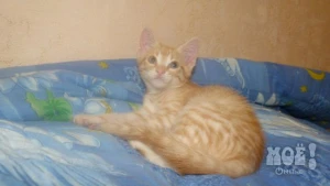 Телефон куратора: 8-960-628-79-95 (Людмила)