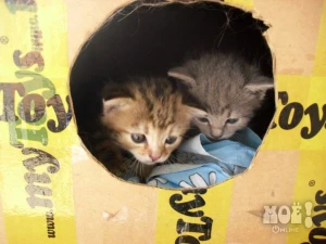 Телефон куратора: 8-950-710-07-62 (Ольга)