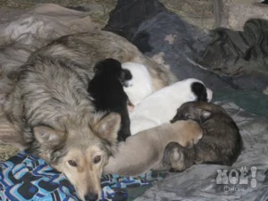 Колли с щенками.Телефон куратора: 8-910-222-11-10 (Лидия Андреевна), 8 919-288-61-14 (Марина)