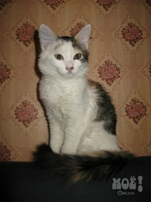 Элька.Телефон куратора 8-903-885-99-95 (Наталья