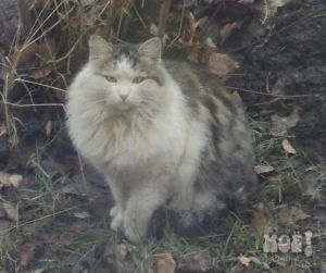 Сибирский кот.Телефон куратора 8-920-556-60-43 (Ольга)
