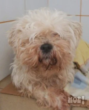 Болонка. Телефон куратора 8-920-560-06-00 (Рита)