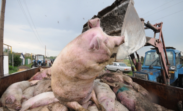 На ферме под Белгородом уничтожат 17 тысяч свиней из-за вспышки АЧС