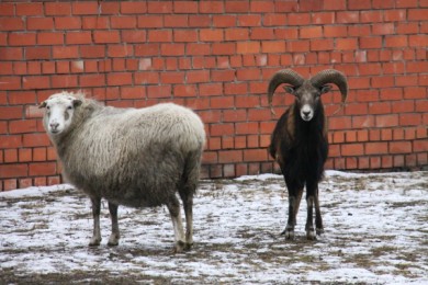 Белгородский зоопарк перейдет на зимний режим работы