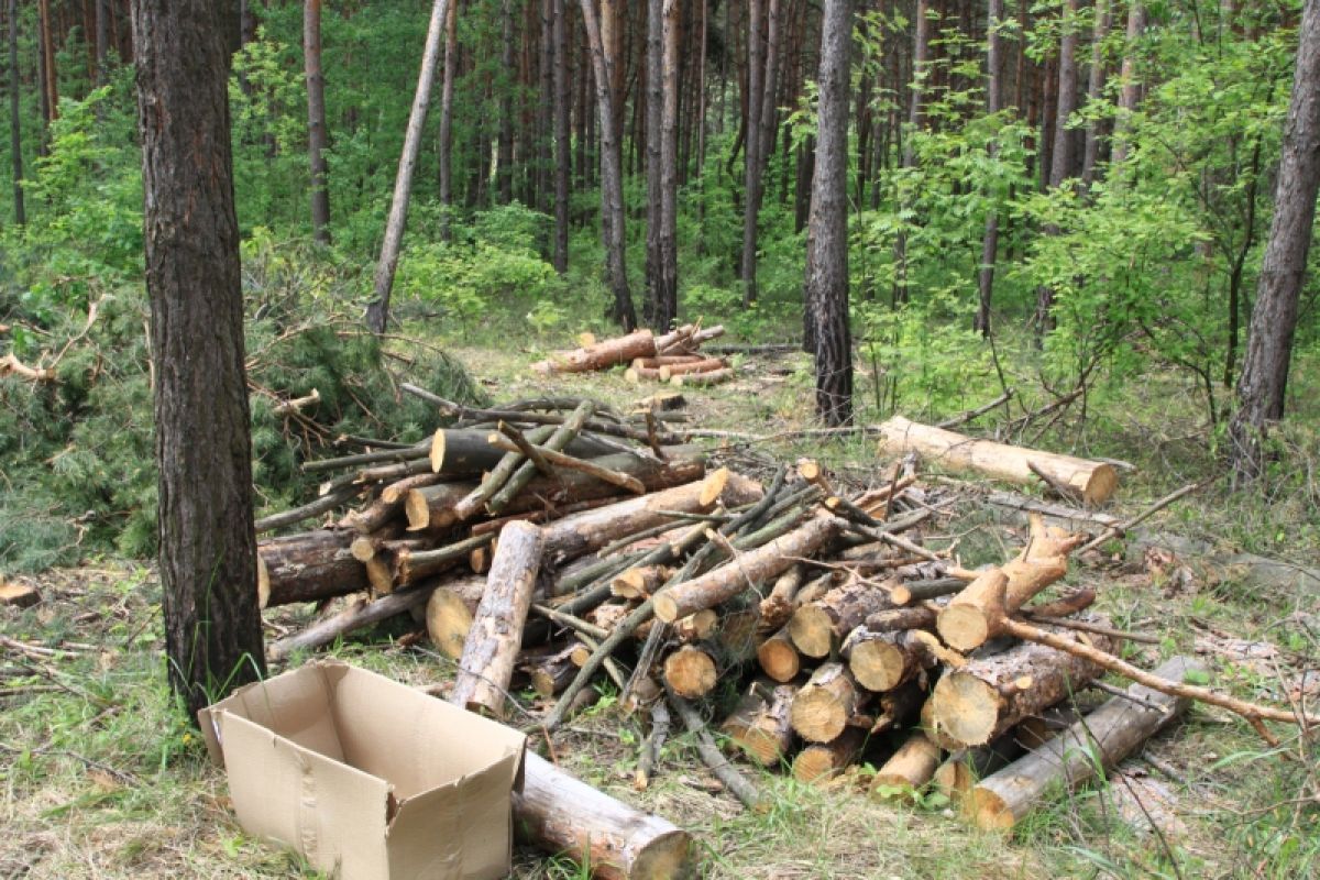 В Белгородской области вдвое увеличили штрафы за нарушение правил безопасности в лесах
