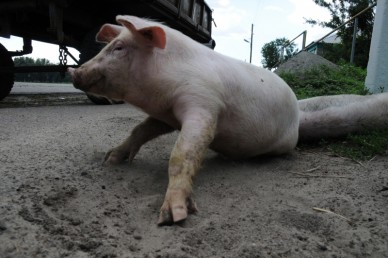 Под Шебекино нашли труп кабана с вирусом африканской чумы свиней