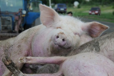 В Белгородской области ищут выбросившего пять туш свиней, зараженных АЧС