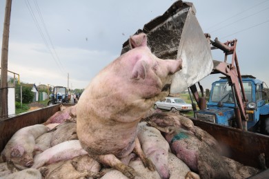 На белгородской свиноферме уничтожат 24 тысячи животных из-за вспышки АЧС