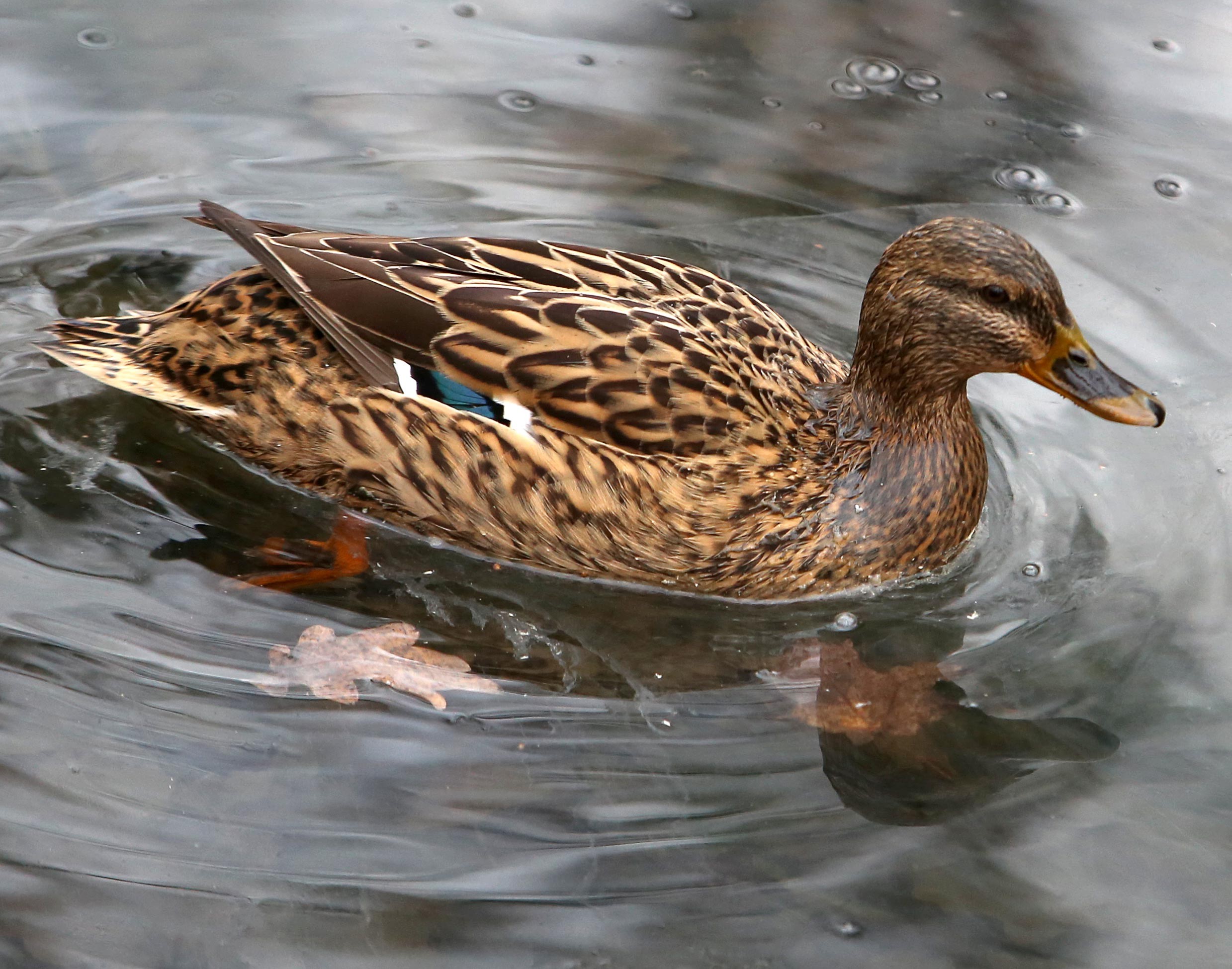 дикая утка кряква самка. уточка с утятами. утки видео. кряква утка. крыжень утка.