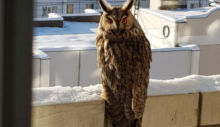 к чему прилетает сова к дому. приметы про сову. к чему прилетает сова во двор. сова в окне. филин таганай.