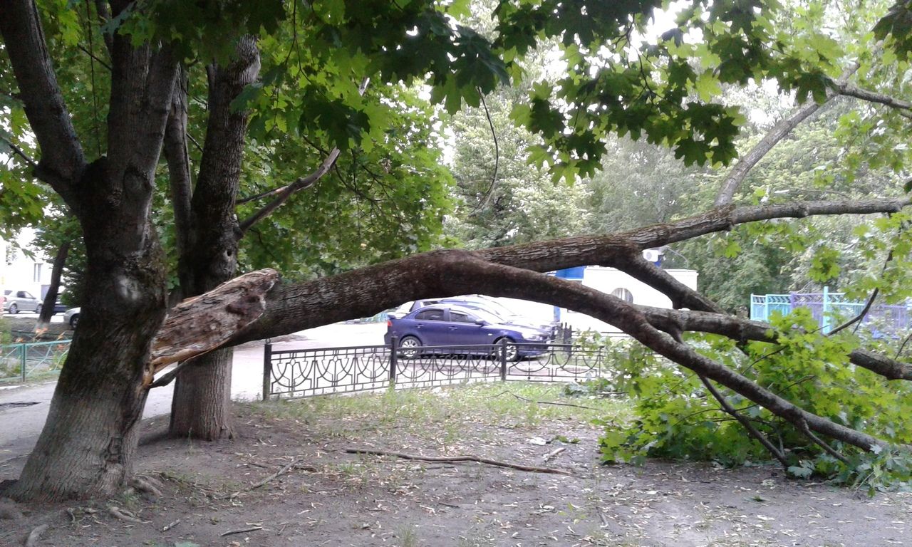 В Белгороде на улице Железнякова отвалилась ветка от дерева
