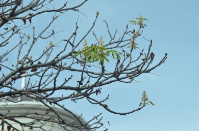 В центре Белгорода незадолго до 1 сентября зацвели каштаны