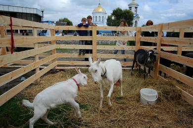 В Белгородской области выявили бешенство у козы