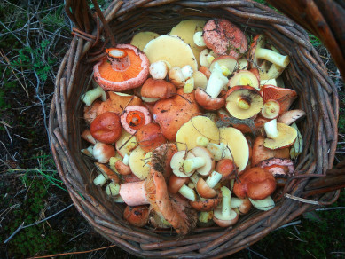 В Черноземье семья из восьми человек отравилась грибами
