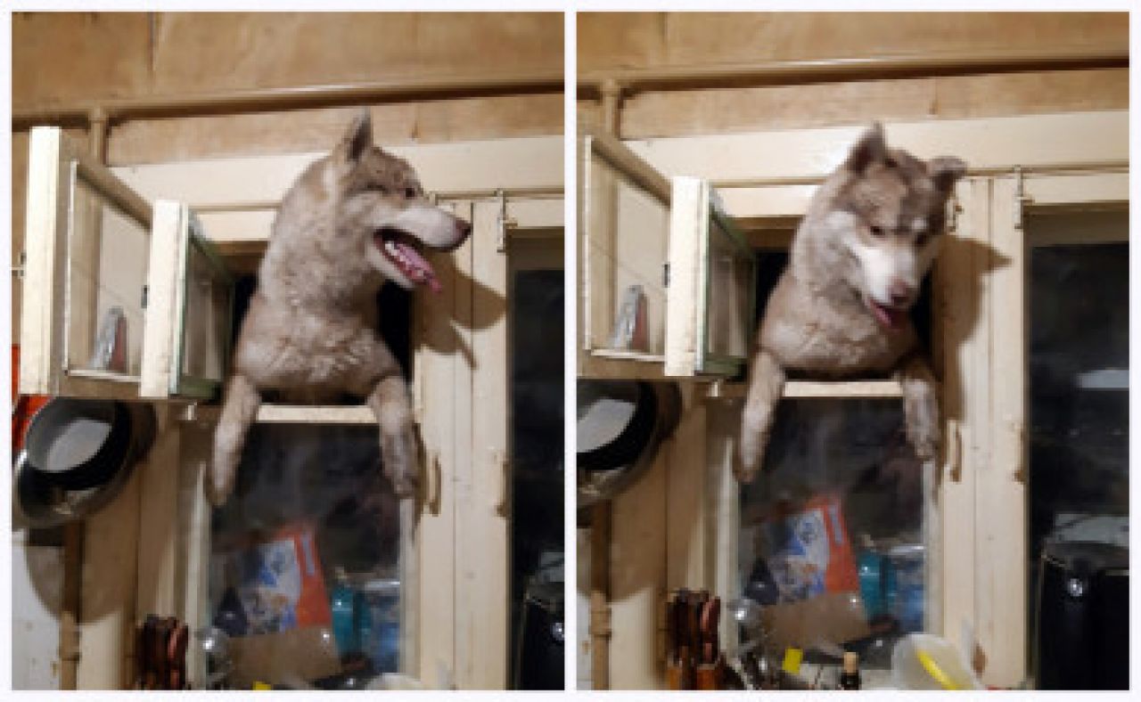 В Черноземье собака прыгнула в форточку из-за февральской грозы