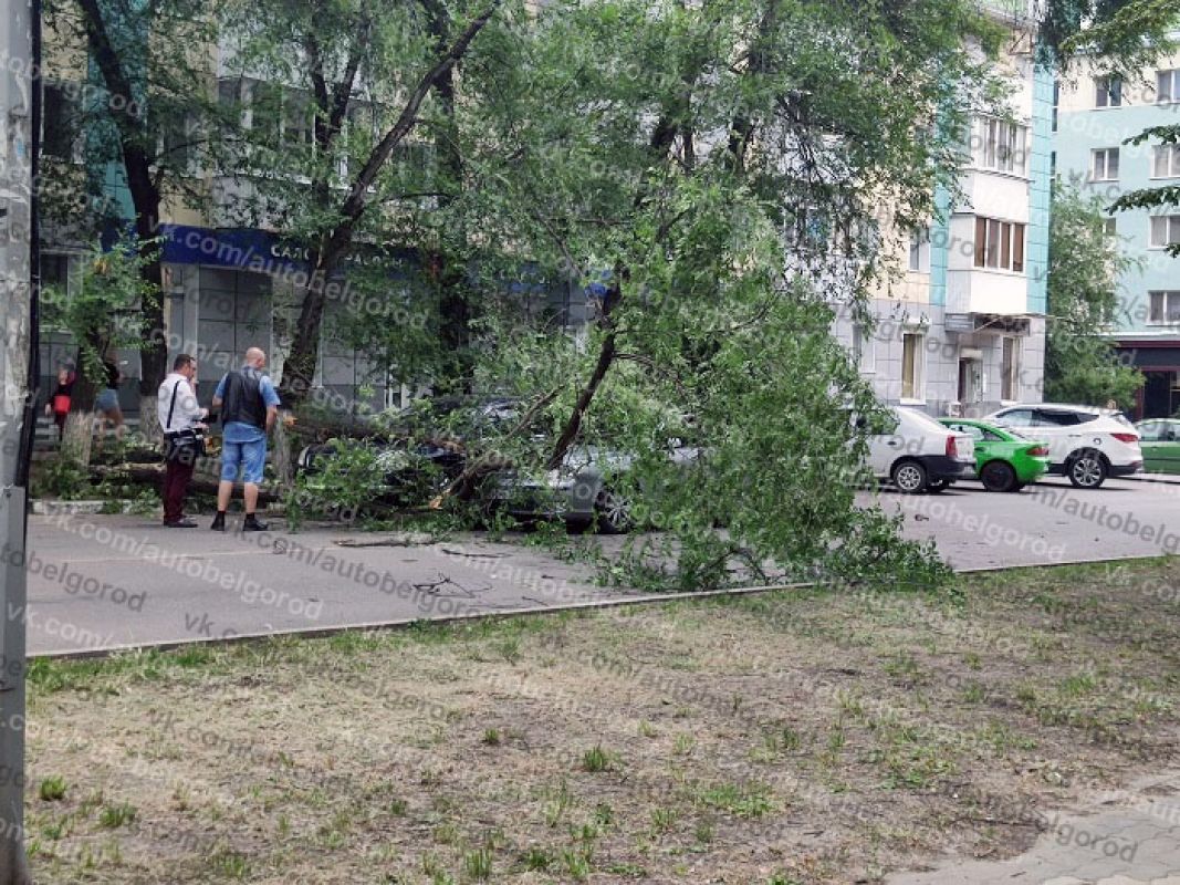 В Белгороде дерево упало на едущую по дороге иномарку
