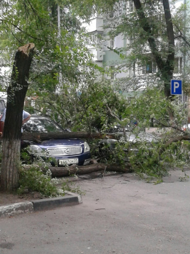 В Белгородской области деревья упали на опоры ЛЭП, газовые трубы и машины